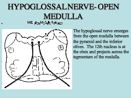 HYPOGLOSSAL NERVE- OPEN MEDULLA