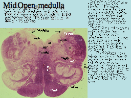 Mid Open-medulla