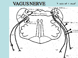 VAGUS NERVE          (2motor and 3 sensory)