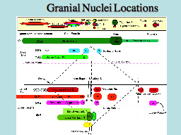 Granial Nerve Locations