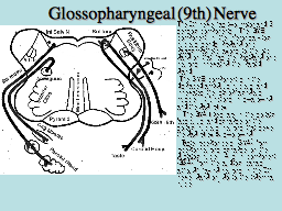 Glossopharyngeal (9th) Nerve