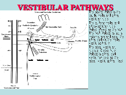 VESTIBULAR PATHWAYS