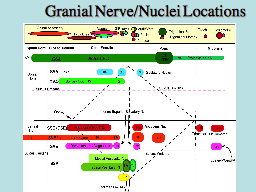 Granial Nerve/Nuclei Locations