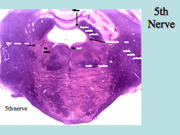 5th Nerve