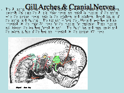 Gill Arches & Cranial Nerves