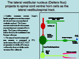 The lateral vestibular nucleus (Deiters Nuc) projects to spinal cord ventral horn cells as the lateral vestibulospinal tract. 