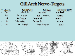 Gill Arch Nerve Targets