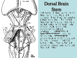 Dorsal Brainstem