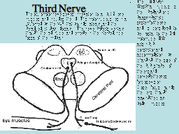 Third Nerve