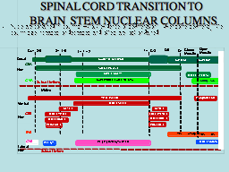 SPINAL CORD TRANSITION TO  BRAINSTEM NUCLEAR COLUMNS