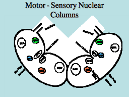 Motor - Sensory Nuclear Columns