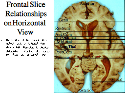 Frontal Slice Relationships on Horizontal  View 