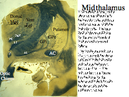 Mid thalamus