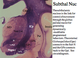 Subthal Nuc