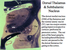 Dorsal Thalamus & Subthalamic Nucleus