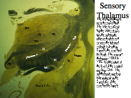 Sensory Thalamus