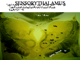SENSORY THALAMUS