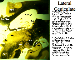 Lateral Geniculate