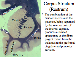 Corpus Striatum (Rostrum)