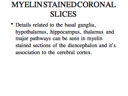 MYELIN STAINED CORONAL SLICES 