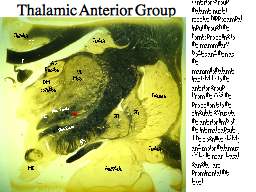 Thalamic Anterior Group